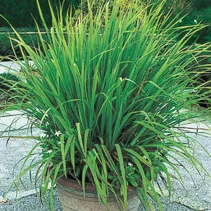 Health Benefits of Lemongrass