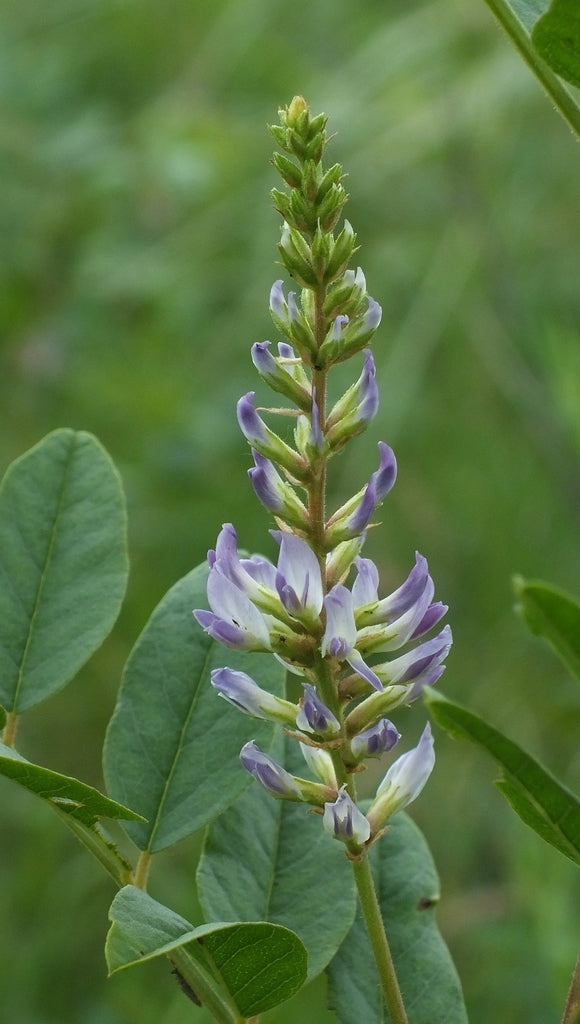 Health Benefits of Licorice Root