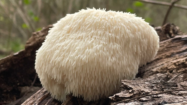 Health Benefits of Lion's Mane Mushroom