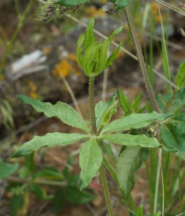 Health Benefits of Madder Root