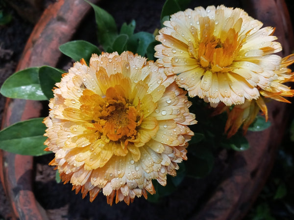 Health Benefits of Marigold (Calendula)