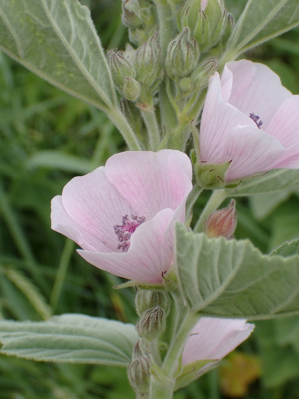 Health Benefits of Marshmallow Root