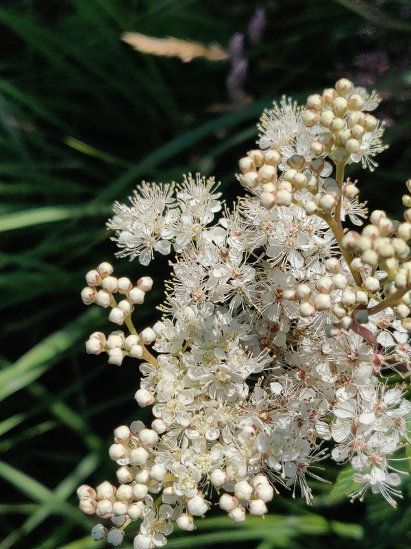 Health Benefits of Meadowsweet Herb