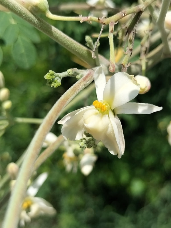 Health Benefits of Moringa Leaf