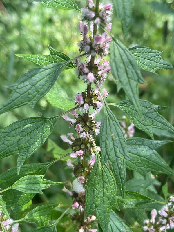 Health Benefits of Motherwort