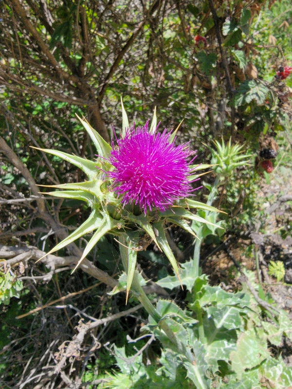 Health Benefits of Milk Thistle Seed