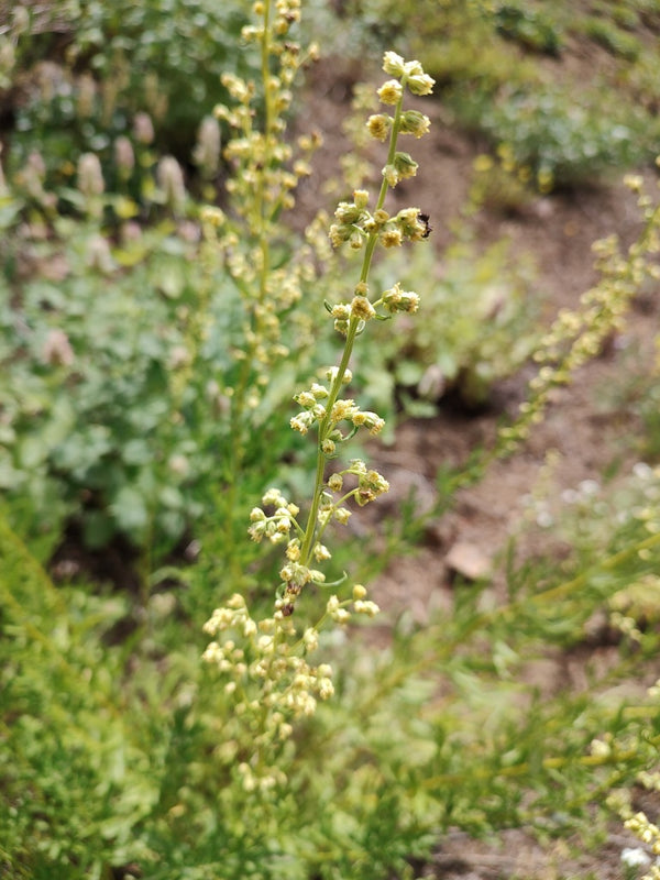 Health Benefits of Mugwort