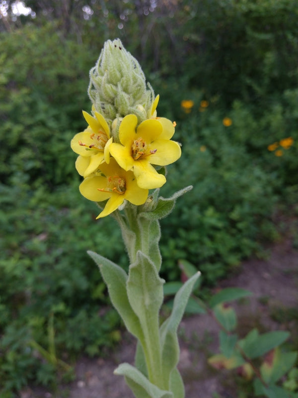 Health Benefits of Mullein Leaf