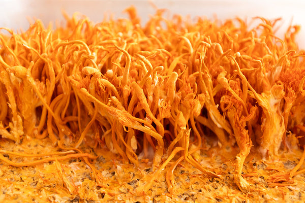 Health Benefits of Mushroom Cordyceps