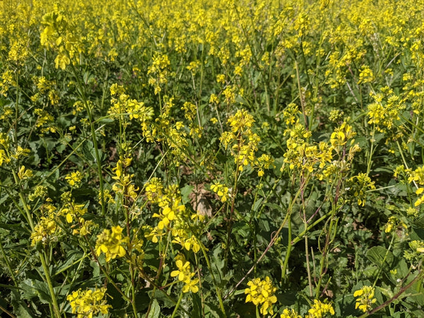 Health Benefits of Mustard Seed