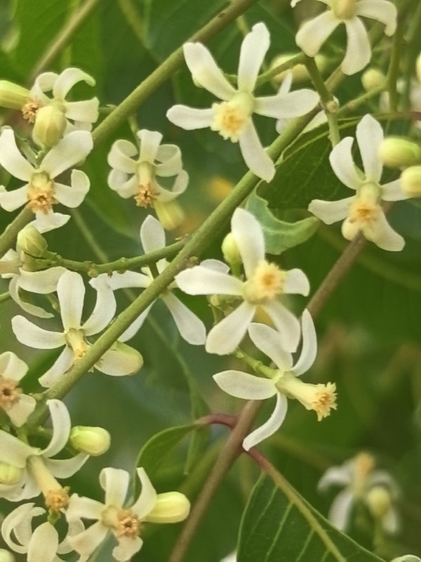Health Benefits of Neem Leaf