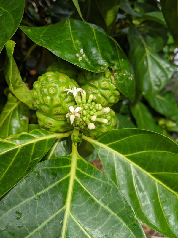 Health Benefits of Noni Fruit