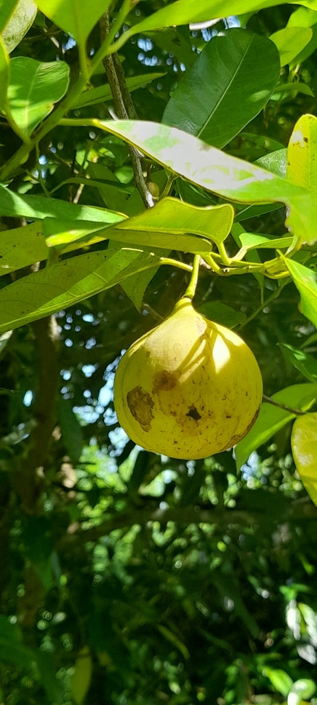 Health Benefits of Nutmeg