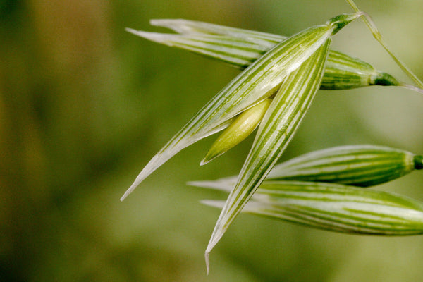 Health Benefits of Oatstraw
