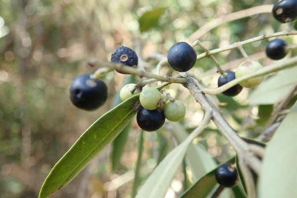 Health Benefits of Olive Leaf