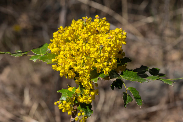 Health Benefits of Oregon Grape Root