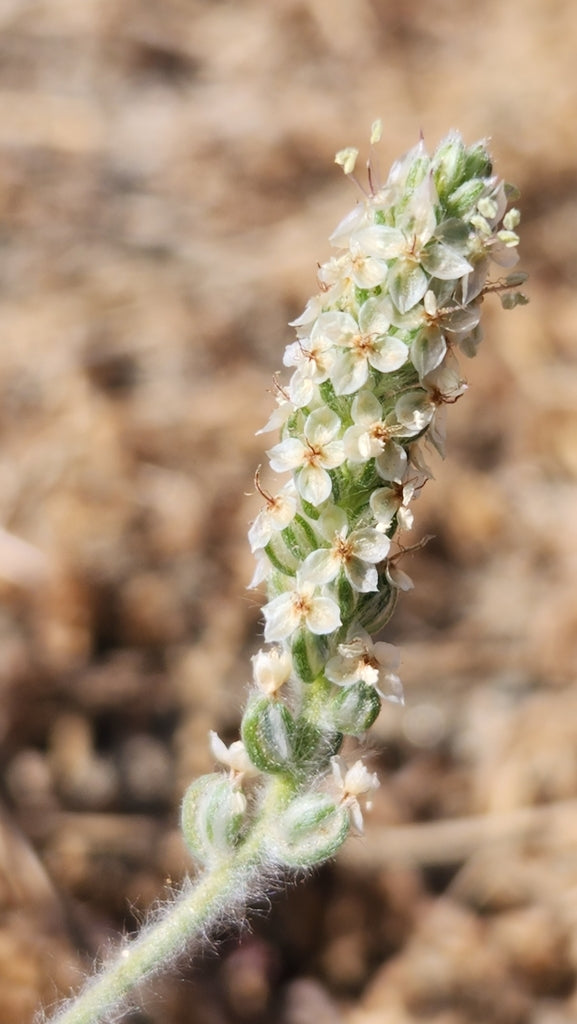 Health Benefits of Psyllium Seed