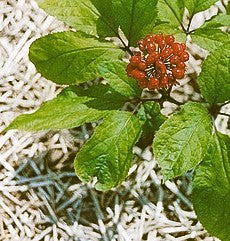 Health Benefits of Panax Notoginseng