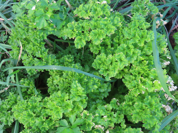 Health Benefits of Parsley Herb