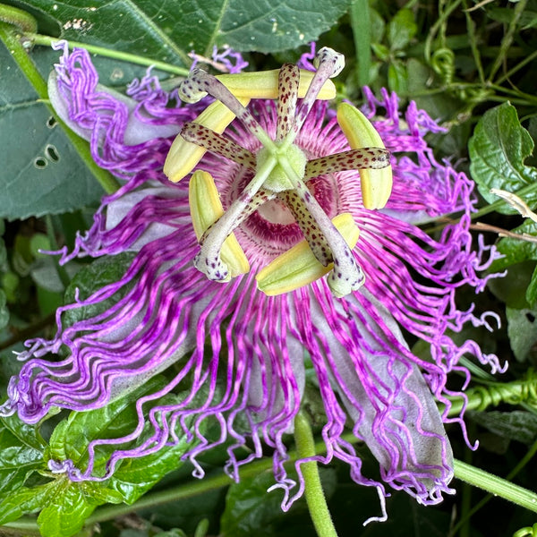 Health Benefits of Passion Flower Herb