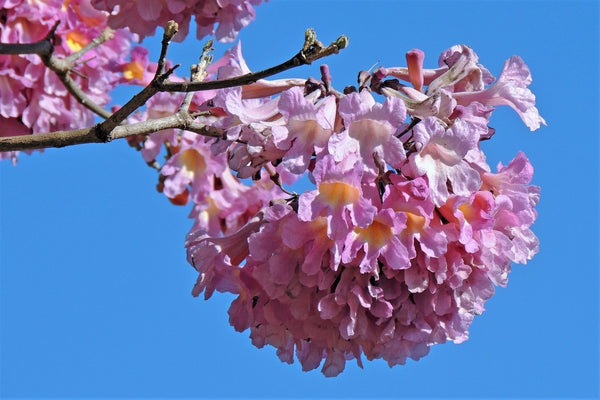 Health Benefits of Pau D'arco / Ipe Roxo