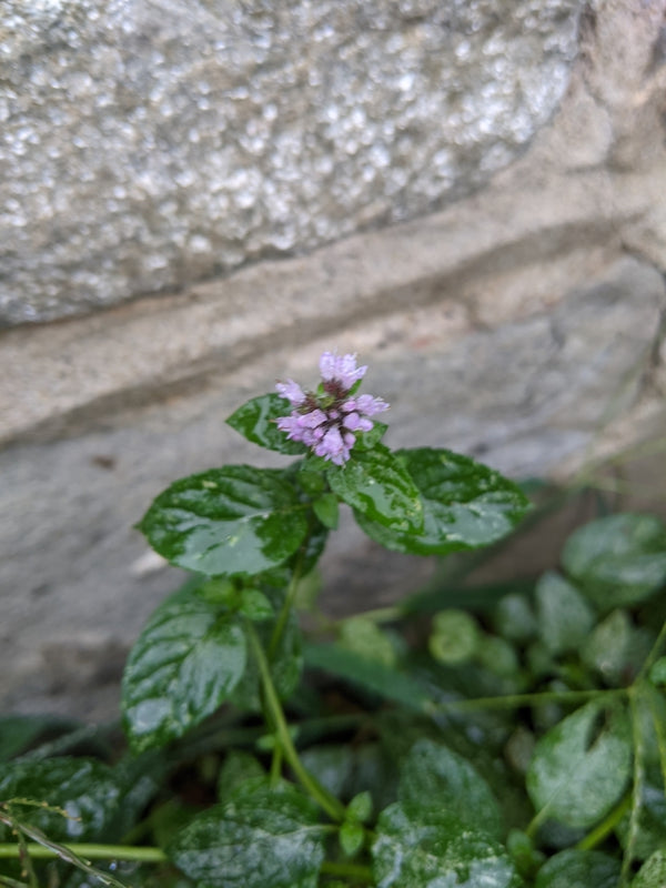 Health Benefits of Peppermint Leaf