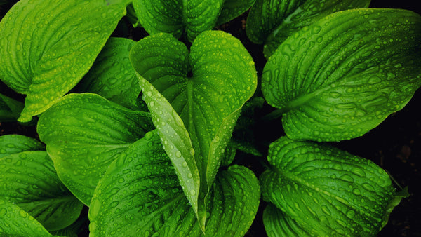 Health Benefits of Comfrey Leaf