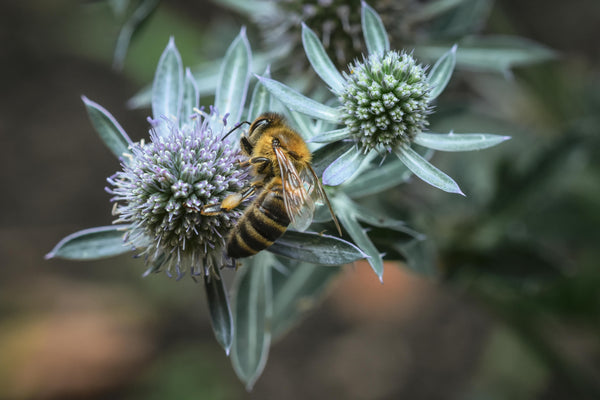Health Benefits of Boneset