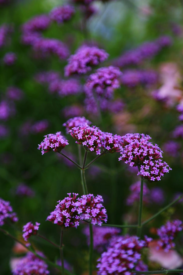 Health Benefits of Vervain