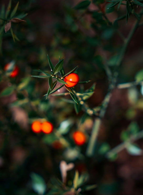 Health Benefits of Butcher's Broom