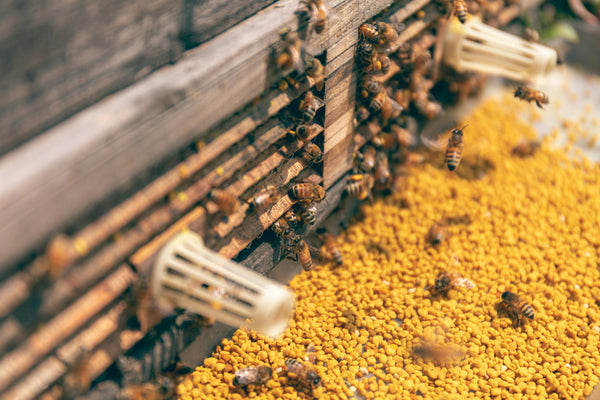 Health Benefits of Bee Pollen