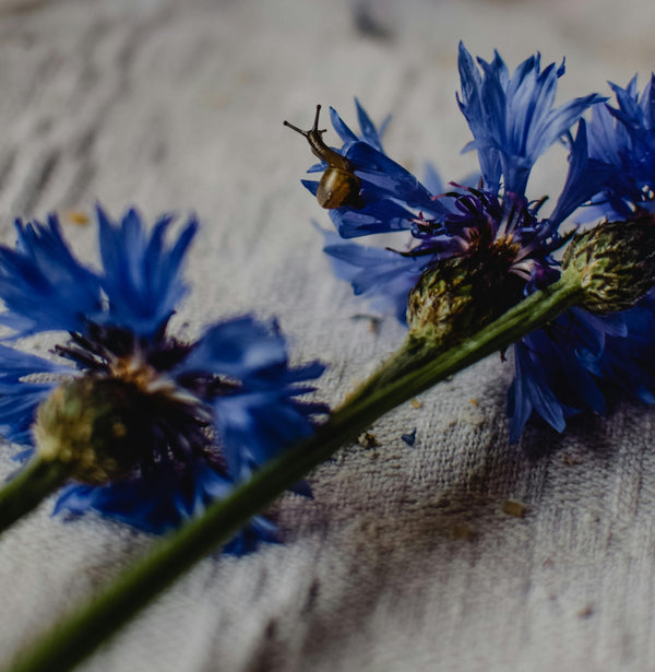 Health Benefits of Cornflower