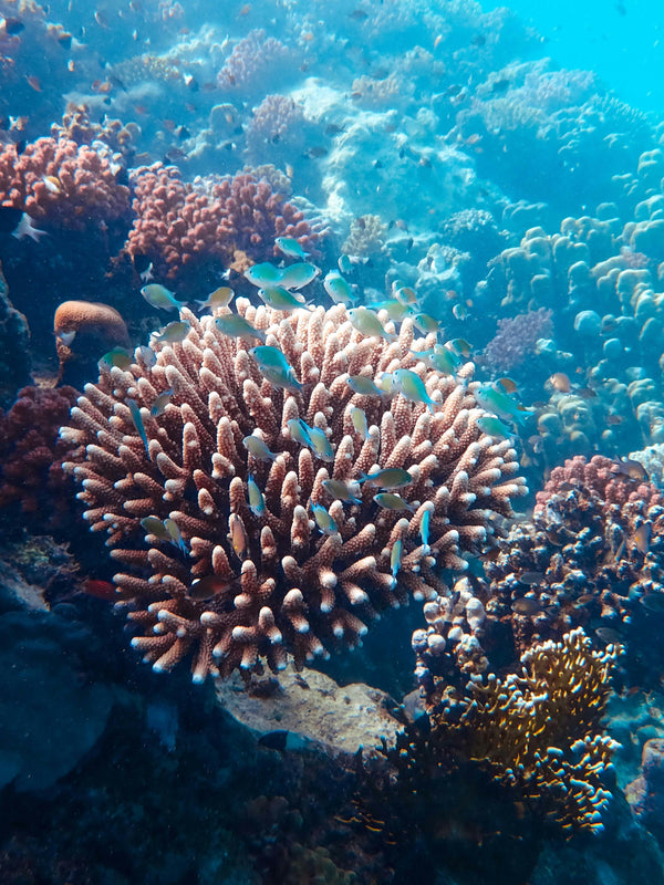 Health Benefits of Coral Calcium