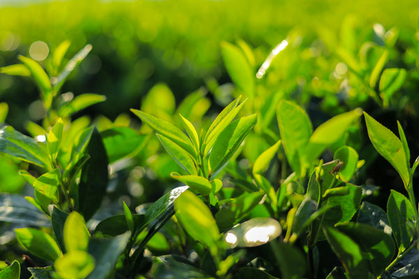 Health Benefits of Alfalfa Leaf