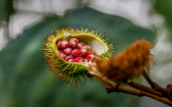 Health Benefits of Annatto Seed