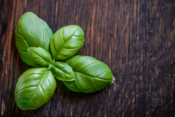 Health Benefits of Basil