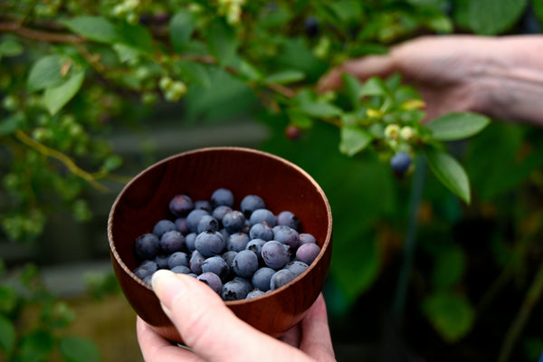 Health Benefits of Bilberry Leaf