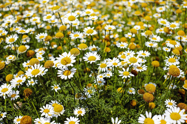 Health Benefits of Chamomile