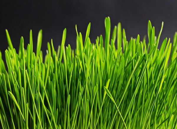 Health Benefits of Wheatgrass
