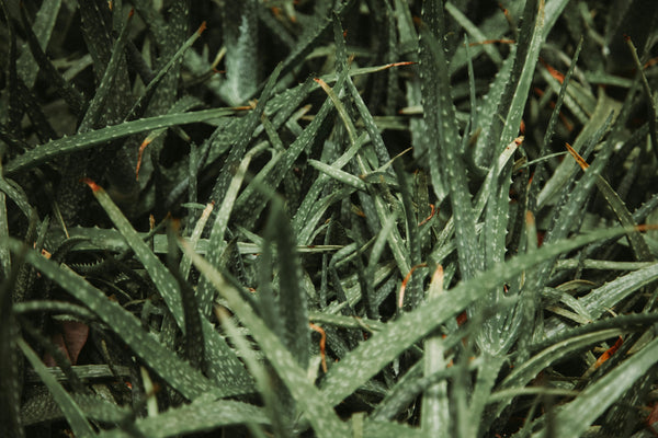 Health Benefits of Aloe vera leaf