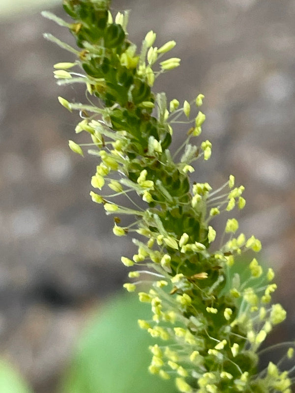 Health Benefits of Plantain Herb