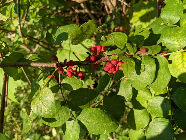 Health Benefits of Prickly ash bark