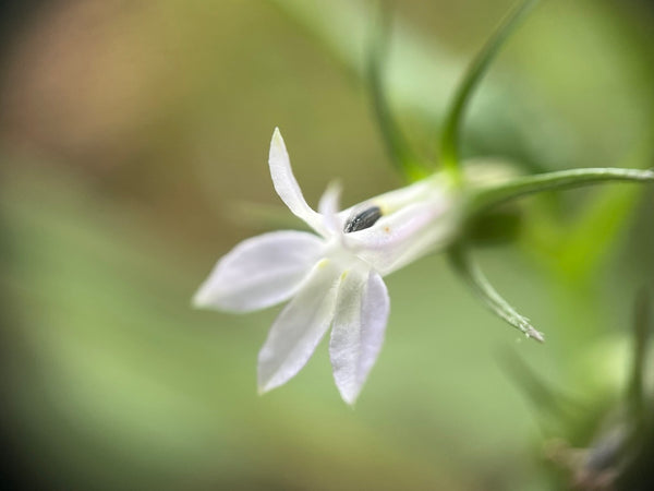 Health Benefits of Lobelia Herb