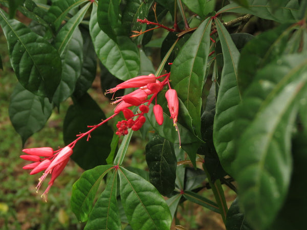 Health Benefits of Quassia Wood