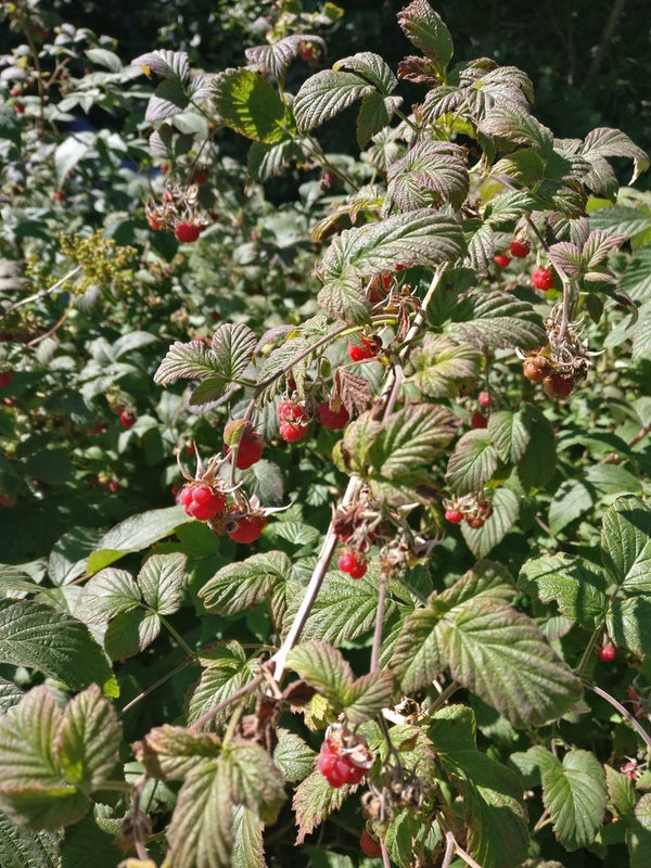 Health Benefits of Raspberry Leaf