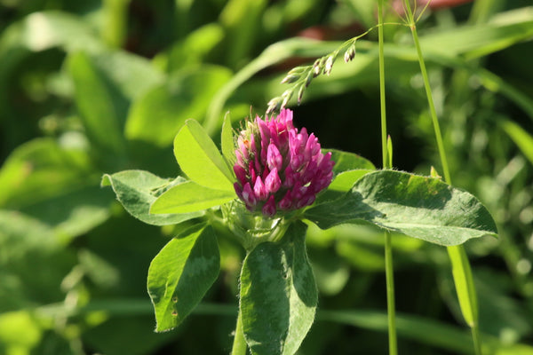 Health Benefits of Red clover herb