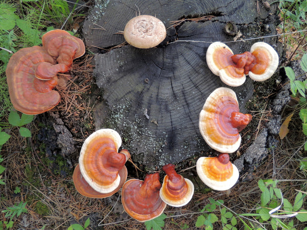 Health Benefits of Reishi mushroom