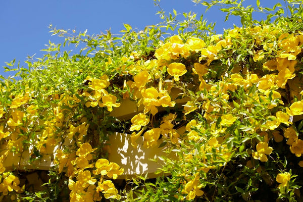 Health Benefits of Cat's Claw