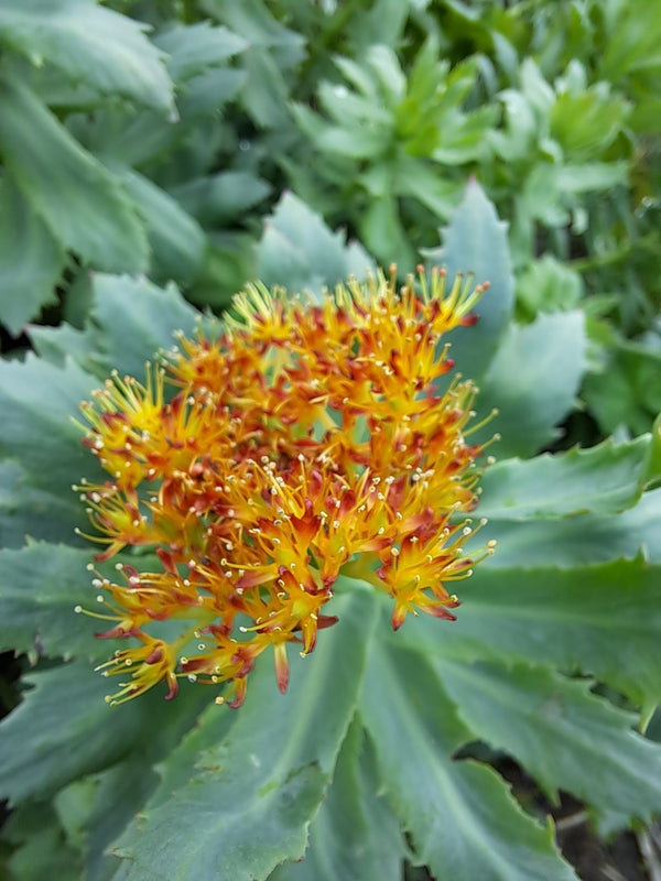 Health Benefits of Rhodiola root