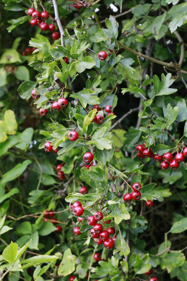 Health Benefits of Rose hips
